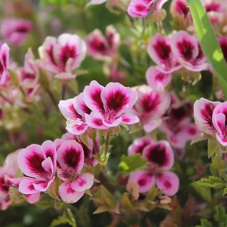 Ariston Montecarlo Hotel