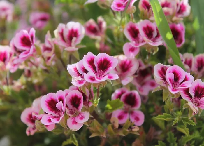 Ariston Montecarlo Hotel